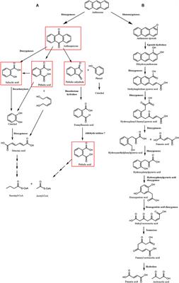 Transcriptomic analyses reveal increased expression of dioxygenases, monooxygenases, and other metabolizing enzymes involved in anthracene degradation in the marine alga Ulva lactuca